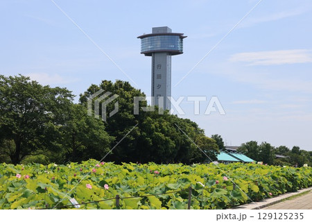 埼玉県行田市の古代蓮の里の風景 埼玉県行田市の古代蓮の里の風景 129125235