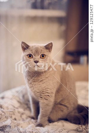 A Charming Gray Cat Blissfully Sitting on a Comfy Bed, Enjoying Its Cozy Surroundings 129125477