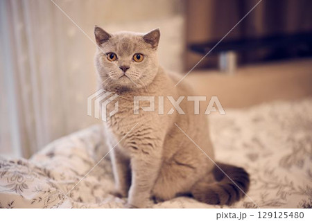 A Charming Grey Cat Contentedly Sitting on a Comfortable Bed, Radiating Charm and Joy A Charming Grey Cat Contentedly Sitting on a Comfortable Bed, Radiating Charm and Joy 129125480