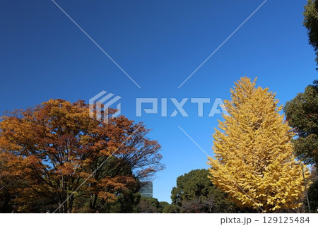 東京都千代田区北の丸公園の秋の風景 129125484