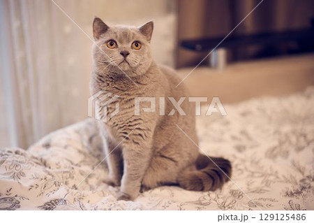 An adorable grey cat is sitting peacefully on a cozy bed, exuding charm and calmness 129125486