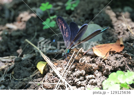 陽だまりで羽根を休めるハグロトンボ 129125636