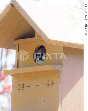 巣箱からこんにちは 129125813