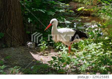 Stork is looking for food in forest. Bird that nests near people. Birds with long, stout bills. Stork is looking for food in forest. Bird that nests near people. Birds with long, stout bills. 129125885