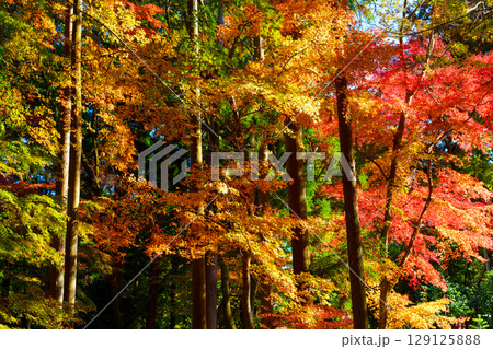 紅葉した木 紅葉した木 129125888