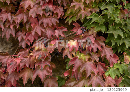Cluster of ivy leaves and fruits in autumn 129125969