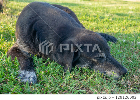 black homeless dog sleeps on the grass. Rest with the dog. Well-fed letter. 129126002
