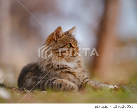 Street cats of Turkey country Street cats of Turkey country 129126053