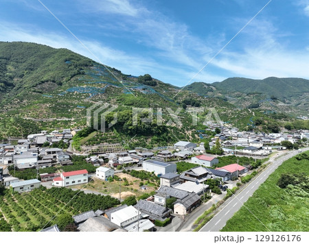 和歌山県の綺麗な蜜柑の丘をドローン空撮 和歌山県の綺麗な蜜柑の丘をドローン空撮 129126176