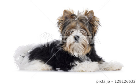 Biewer Yorkshore terrier on white background Biewer Yorkshore terrier on white background 129126632