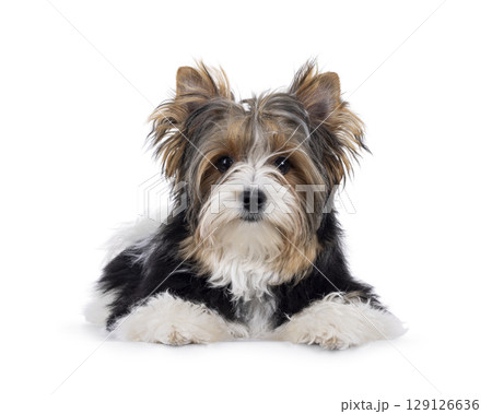 Biewer Yorkshore terrier on white background 129126636