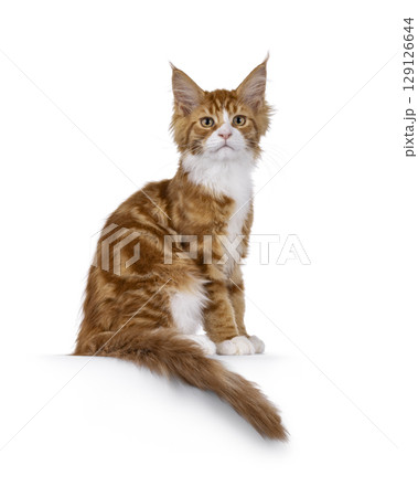 Red with white tuxedo cat on white 129126644