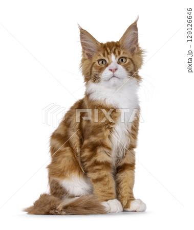 Red with white tuxedo cat on white 129126646