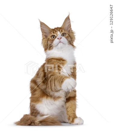 Red with white tuxedo cat on white 129126647