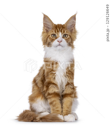 Red with white tuxedo cat on white 129126649