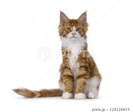 Red with white tuxedo cat on white 129126653