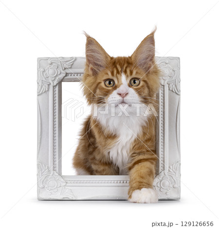 Red with white tuxedo cat on white Red with white tuxedo cat on white 129126656