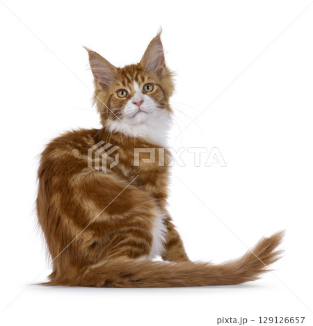 Red with white tuxedo cat on white 129126657