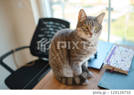 Cat sitting on a work desk Cat sitting on a work desk 129126738