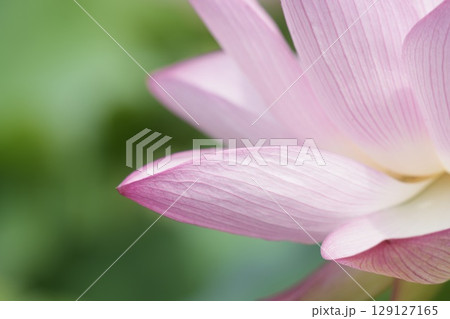 美しいハスの花びら　アップ 129127165