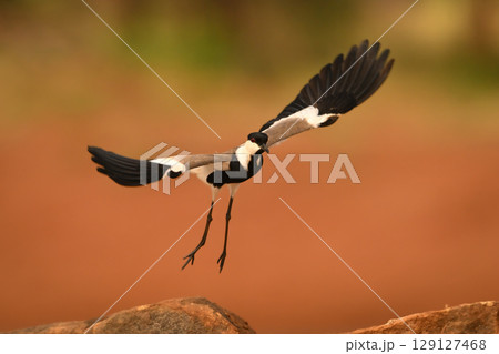 Spur-winged lapwing spreads wings to take off 129127468