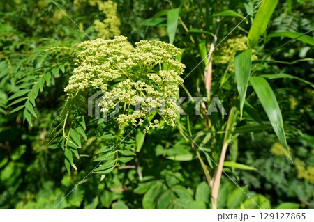 山椒の花 129127865