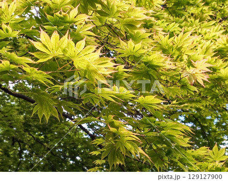 美しく咲く青紅葉 129127900