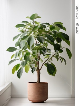 縁起の良さそうな「観葉植物」 129128048