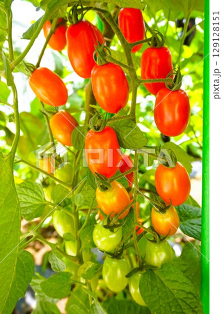 ミニトマト　トマト　アイコ 129128151