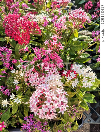 可憐に咲く鮮やかなペンタス 129128417