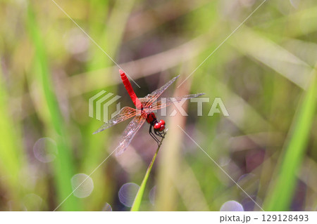 ハッチョウトンボのオス 129128493