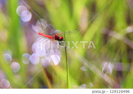 ハッチョウトンボのオス 129128496