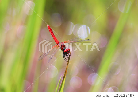 ハッチョウトンボのオス 129128497