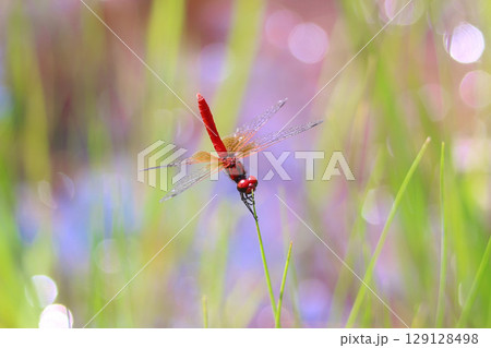 ハッチョウトンボのオス ハッチョウトンボのオス 129128498