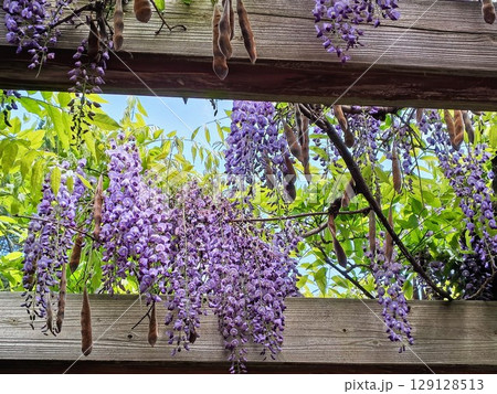 青空と美しい藤の花  129128513