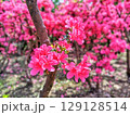 美しく咲く満開のツツジ 129128514