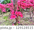 美しく咲く満開のツツジ 129128515