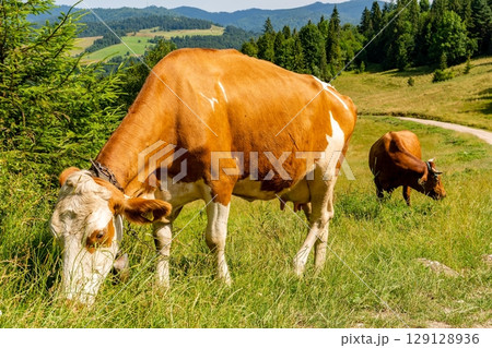 Cow on the meadow in Pieniny (Poland) Cow on the meadow in Pieniny (Poland) 129128936