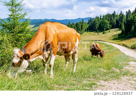 Cow on the meadow in Pieniny (Poland) Cow on the meadow in Pieniny (Poland) 129128937