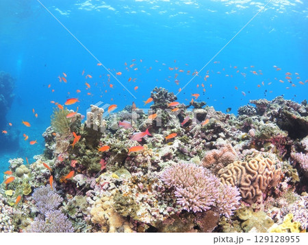 沖縄・八重山諸島の美しい珊瑚礁とカラフルな熱帯魚｜家族で楽しむシュノーケリング体験 129128955