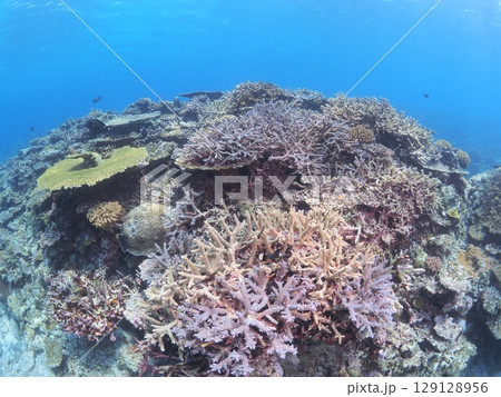 沖縄・八重山諸島の美しい珊瑚礁とカラフルな熱帯魚|家族で楽しむシュノーケリング体験 沖縄・八重山諸島の美しい珊瑚礁とカラフルな熱帯魚|家族で楽しむシュノーケリング体験 129128956