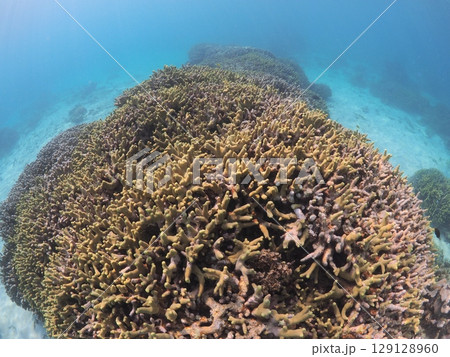 沖縄・八重山諸島の美しい珊瑚礁とカラフルな熱帯魚｜家族で楽しむシュノーケリング体験 129128960