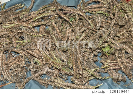 Phacelia lacea seeds close-up drying under a canopy Phacelia lacea seeds close-up drying under a canopy 129129444