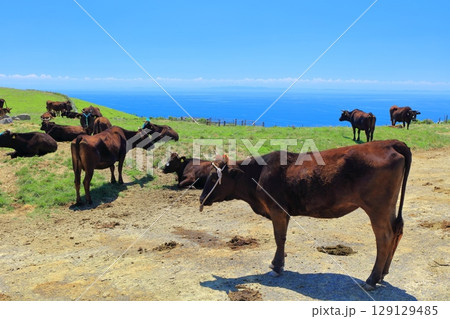 【島根県】快晴のアカハゲ山展望台からの眺望(隠岐の島 知夫里島) 【島根県】快晴のアカハゲ山展望台からの眺望(隠岐の島 知夫里島) 129129485