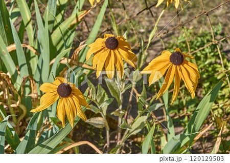 Rudbeckia vulgaris in the garden on a summer day 129129503