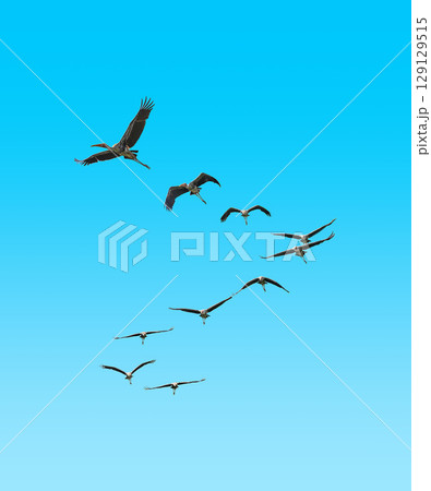 Free flying stork in the sky with no limits - an idea came to my mind when I see hornbill stork taking a flight. 129129515