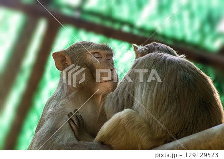 Monkey yellow colored with different look sharing with camera. Monkey yellow colored with different look sharing with camera. 129129523