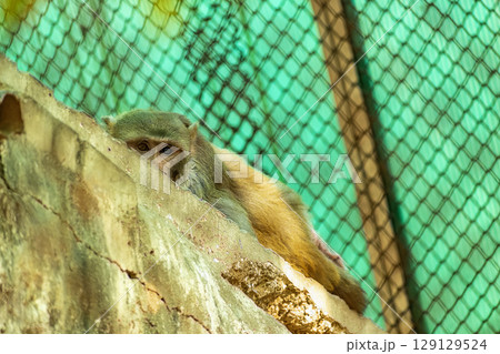Monkey yellow colored with different look sharing with camera. Monkey yellow colored with different look sharing with camera. 129129524
