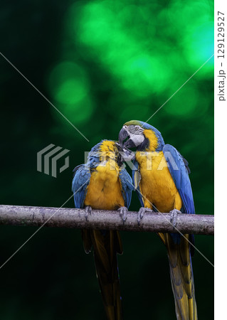 Variety of vividly vibrant colorful parrot Macaw sitting in dark background. Variety of vividly vibrant colorful parrot Macaw sitting in dark background. 129129527