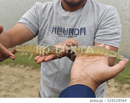Holding Vannamei Shrimp After Pond Harvest Holding Vannamei Shrimp After Pond Harvest 129129564